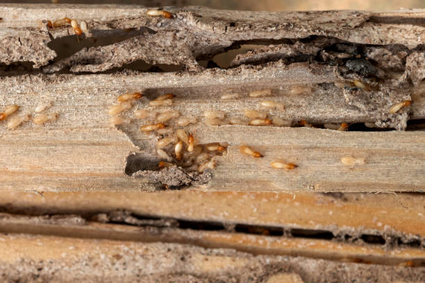 Best Pest Control for Restaurants  in Minorca, LA