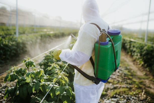 Best Wasp Removal Services  in Minorca, LA